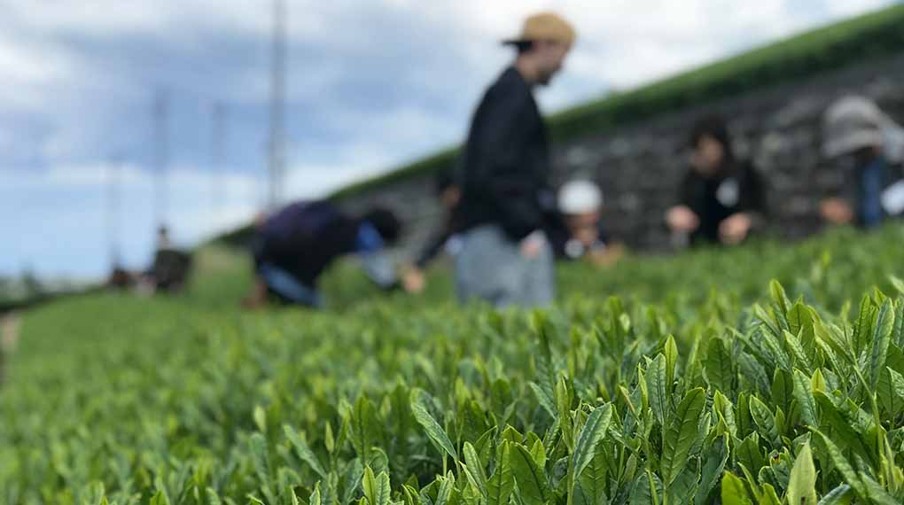 【茶摘み・茶工場見学】のワークショップを行いました。