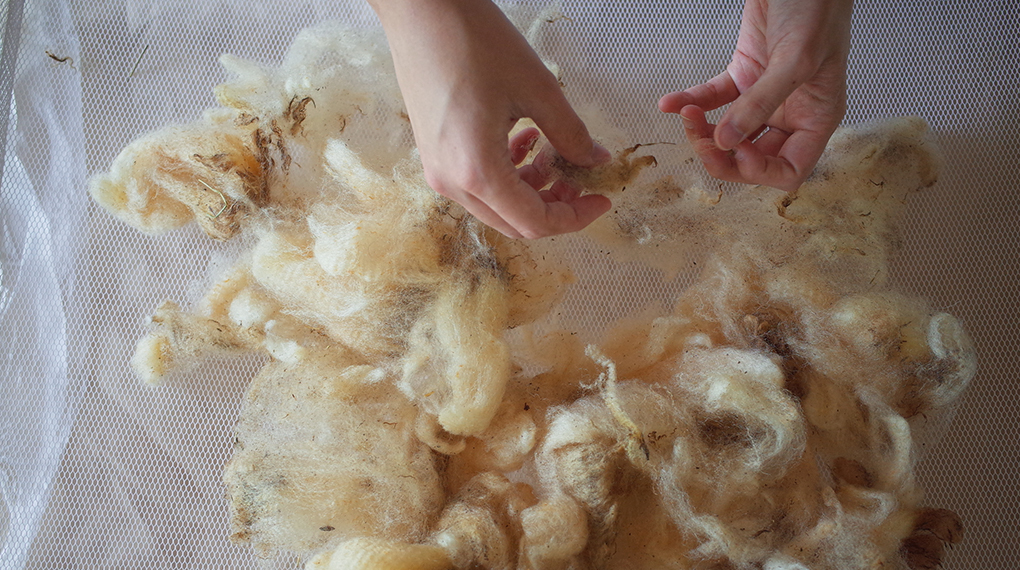 刈った羊毛をキレイにする作業。