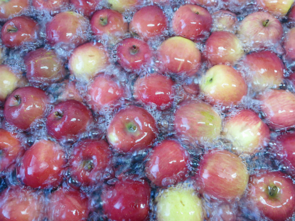 りんごの旨味がギュッ！『まんまリンゴ』は日々の栄養補給にもオススメ