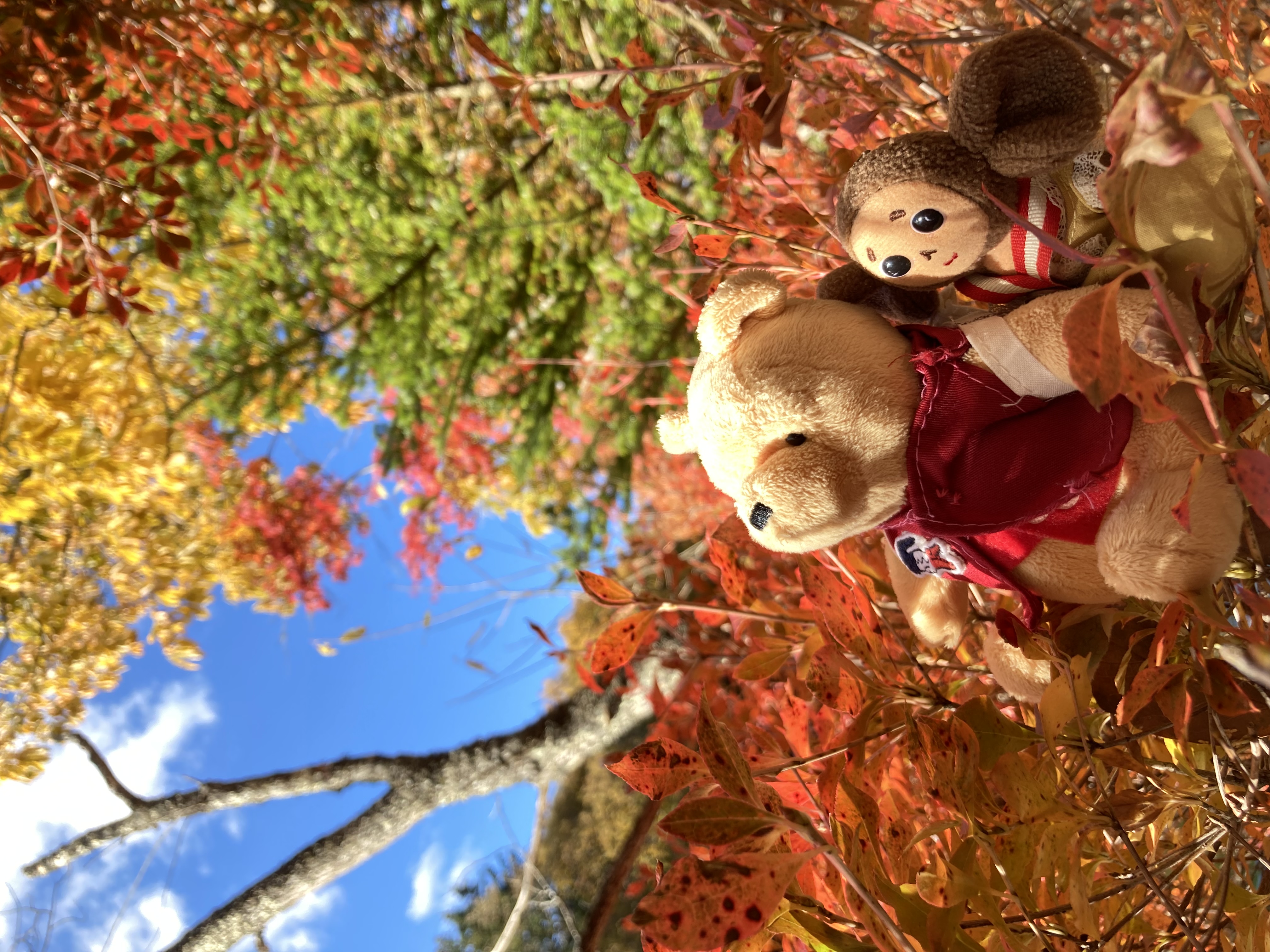 絵の具を溶かしたような紅葉〜カラフルな絶景〜