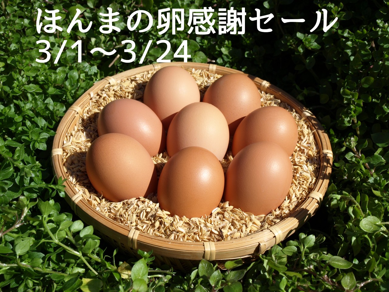 ほんまの卵感謝セールのお知らせ