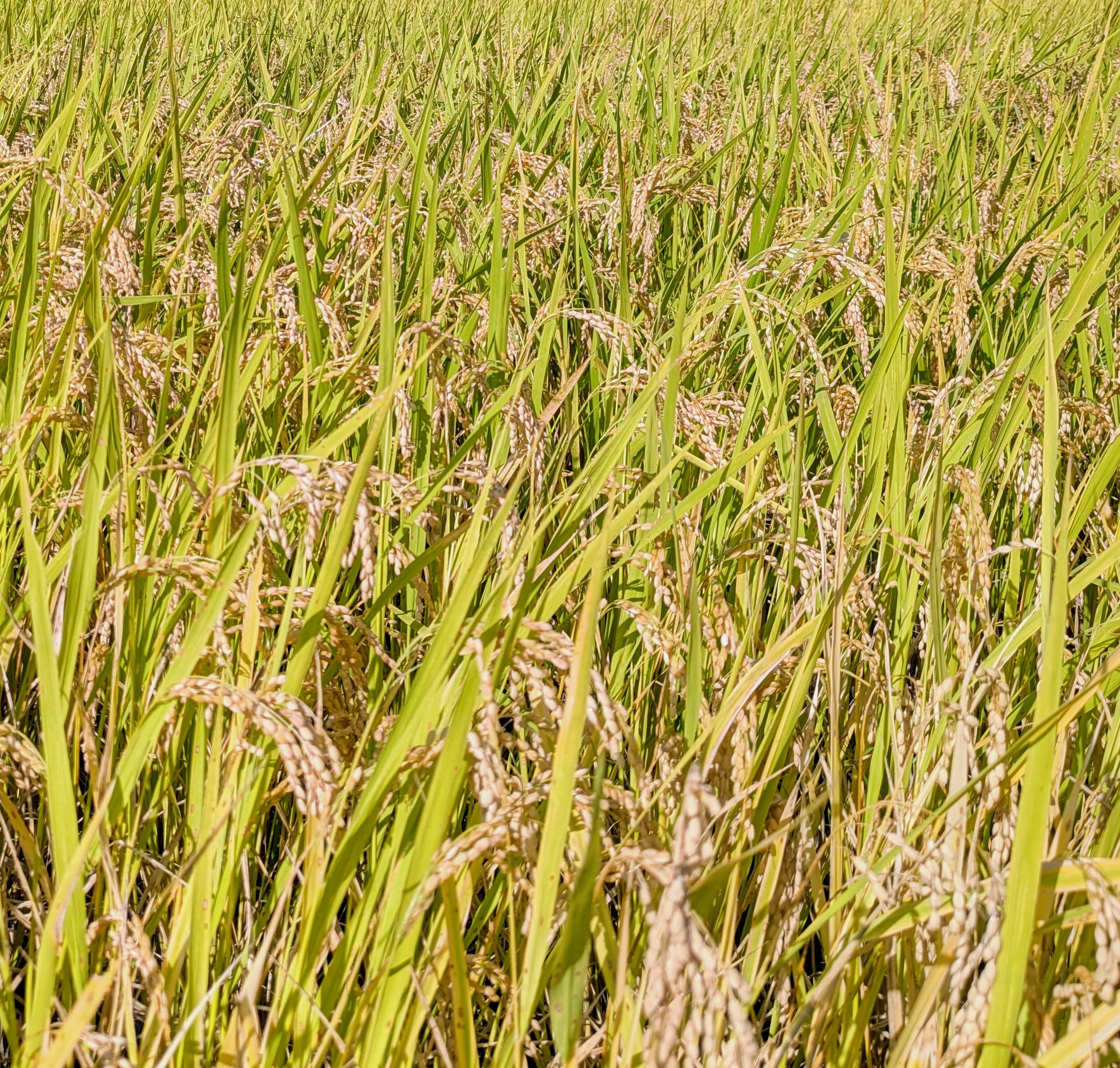 減農薬米の先行予約受付中!