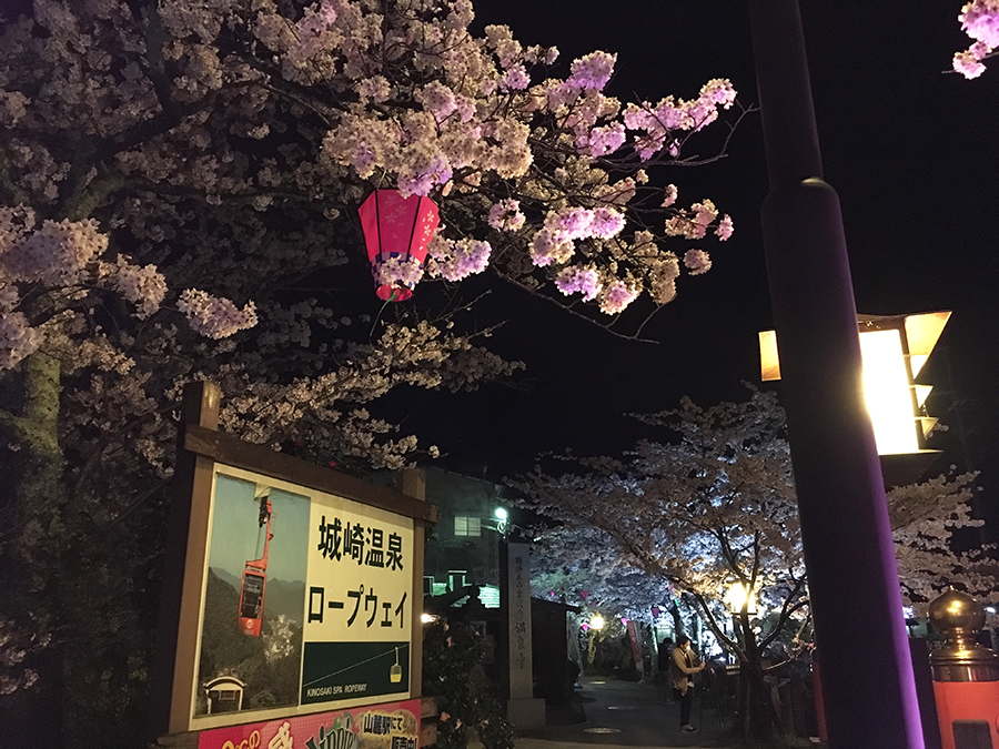 ●豊岡の桜