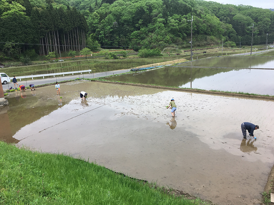 ●目坂ライスフィールド