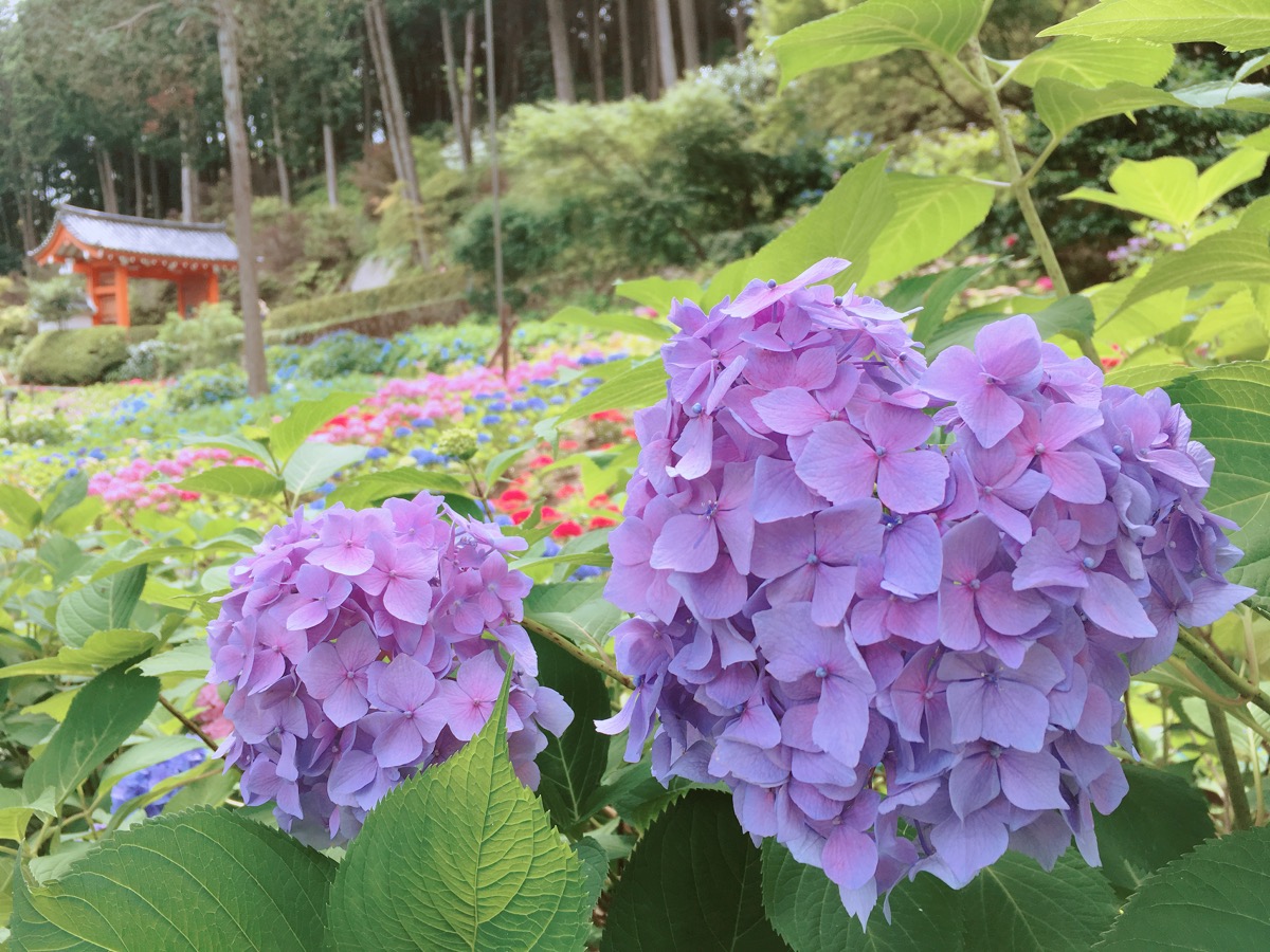 ことり散歩♪　三室戸寺の紫陽花