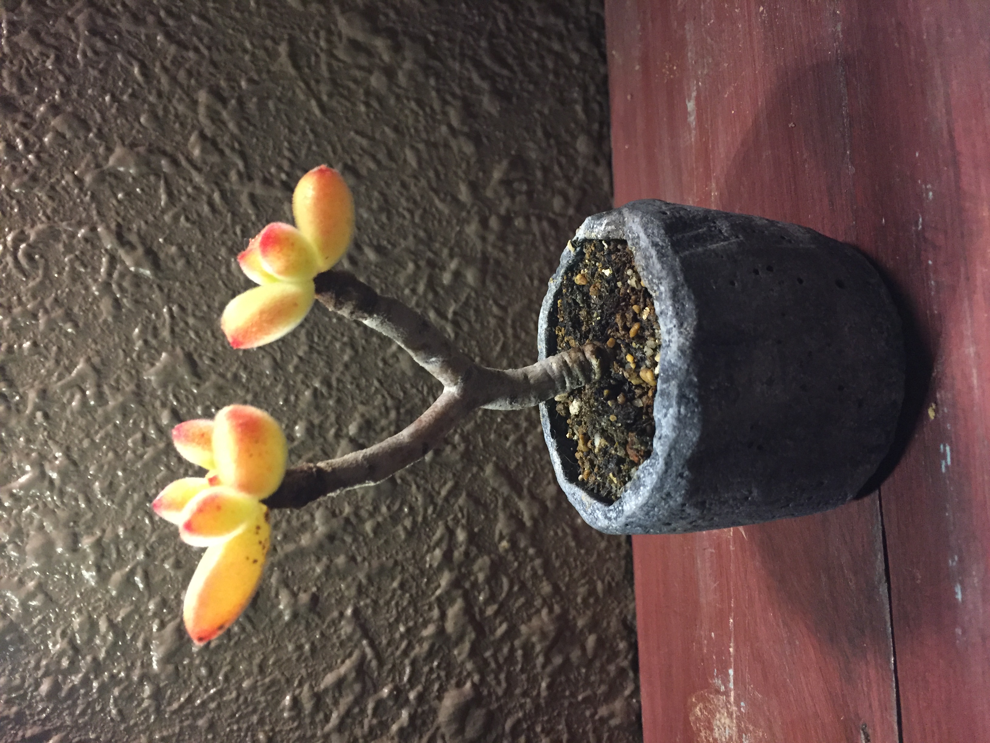 冬の多肉植物紅葉しています。とても綺麗で盆栽みたいな！！