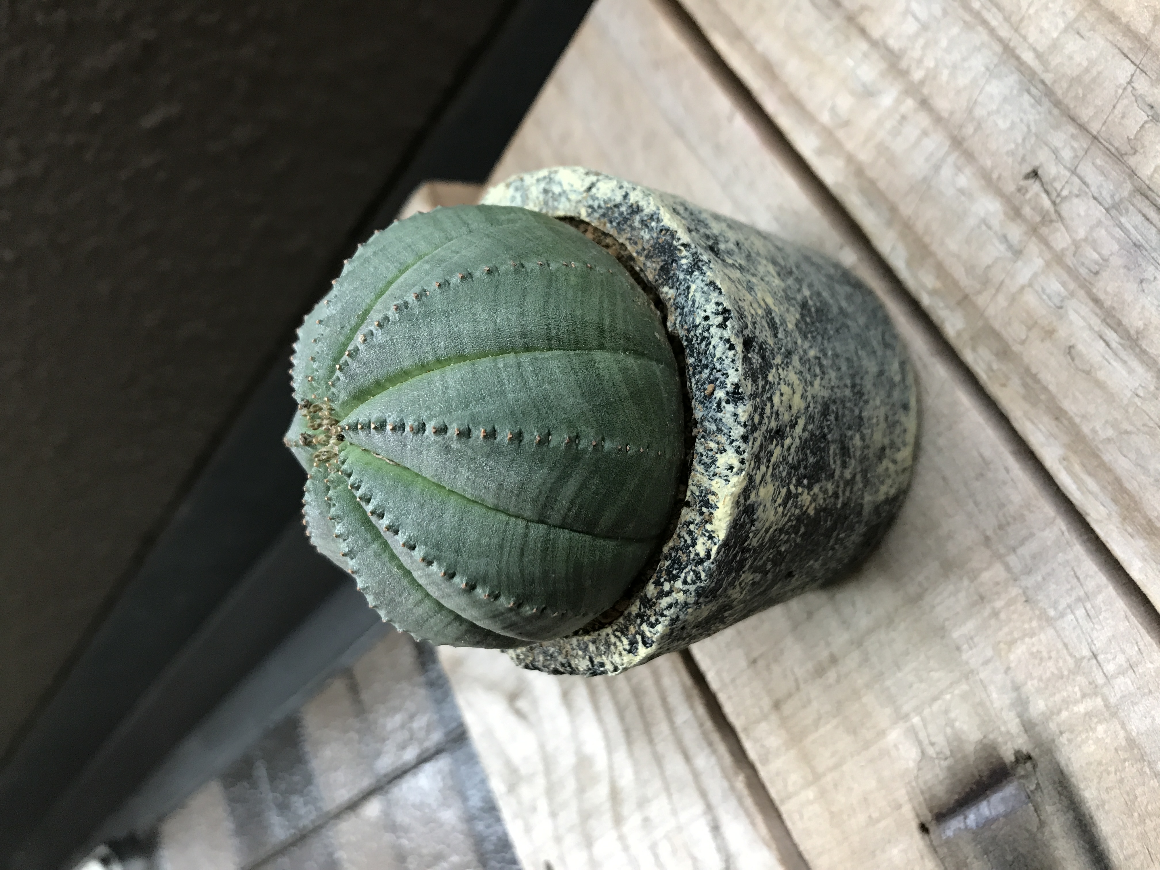 オベサはとても魅力的な植物であまり姿が変わらない