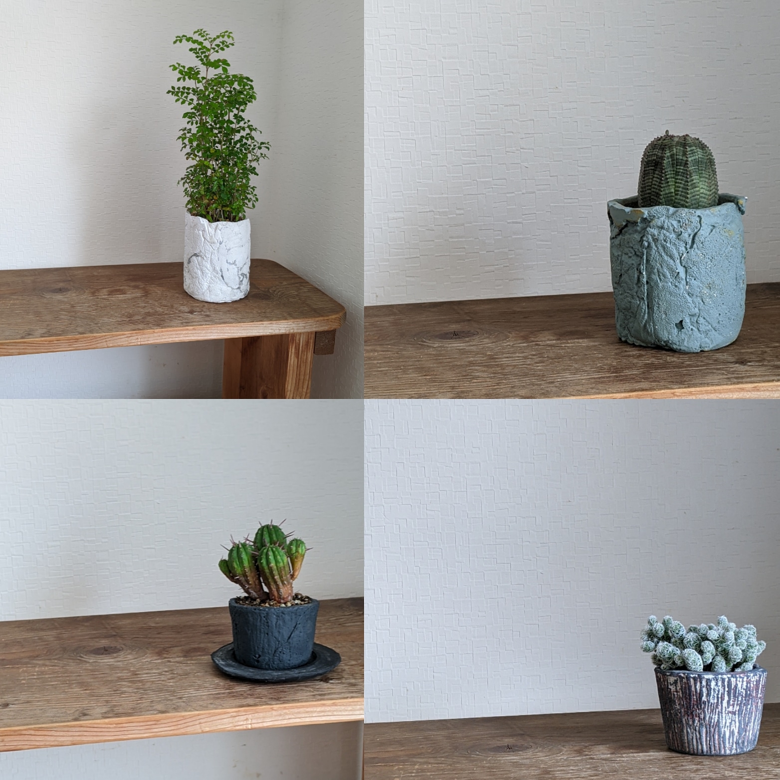 バランスがいい植物達！！