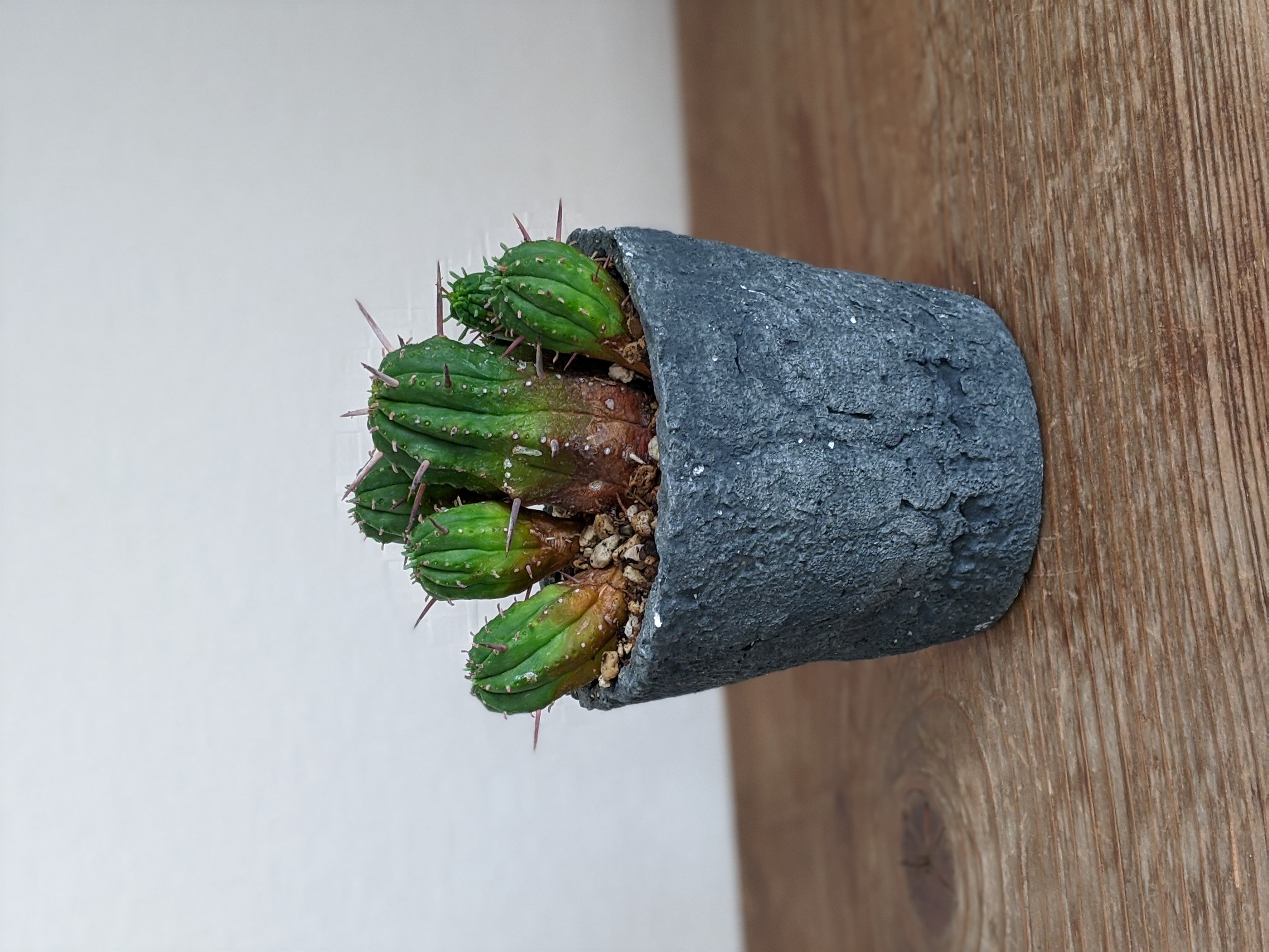 とてもバランスがとれた植木鉢と植物です!!