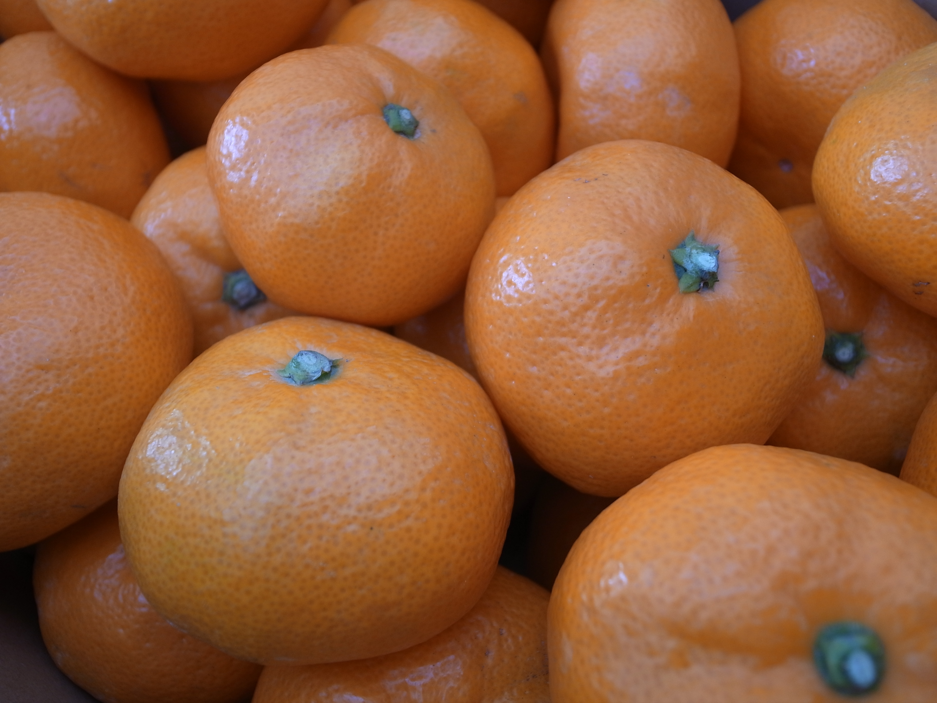 おまたせしました!  青島みかんが食べ頃をむかえました♪