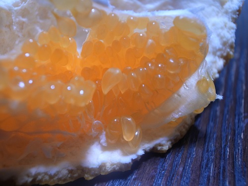 はるみ2月中旬に予定しています♪