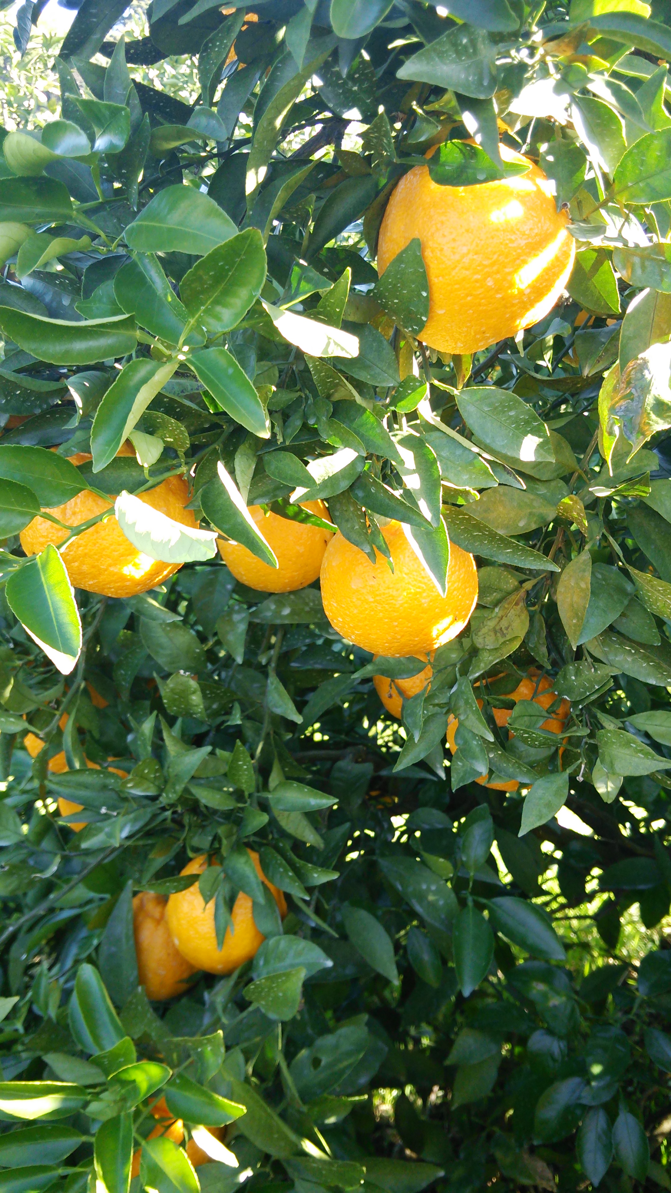 不知火の登場です!