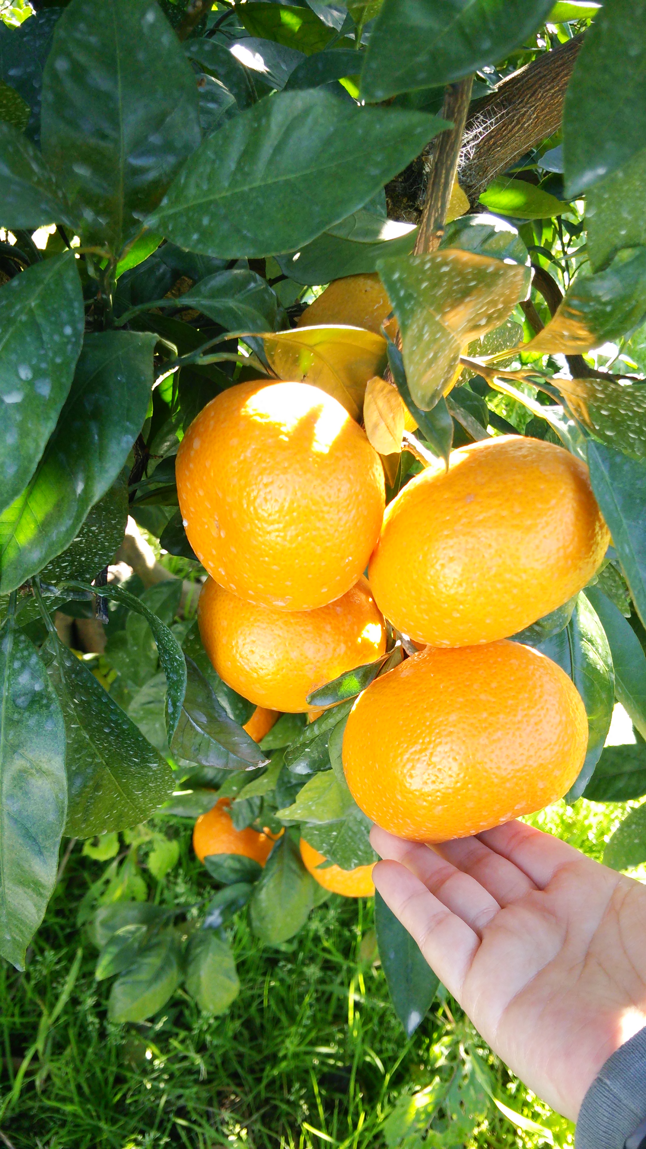 青島みかん　はじまりました。