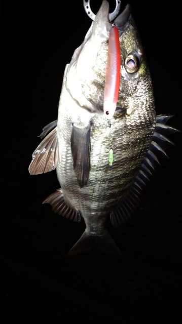 オリカラのワンダー80アカサンドで黒鯛とクロソイの釣果写真を頂きました(*^▽^*)