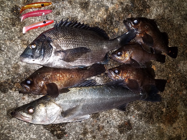 ラウズ85Sのアカハラ、マットサンド、アカキンで黒鯛、シーバス、メバルの釣果写真を頂きました(^^）