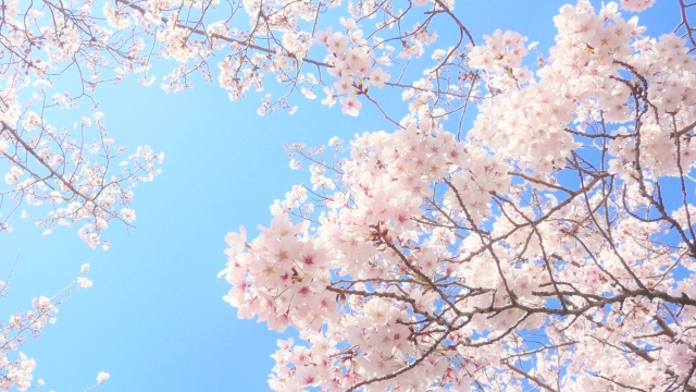 桜アクセサリーに込めた想い｜あの日の桜の記憶から誕生しました
