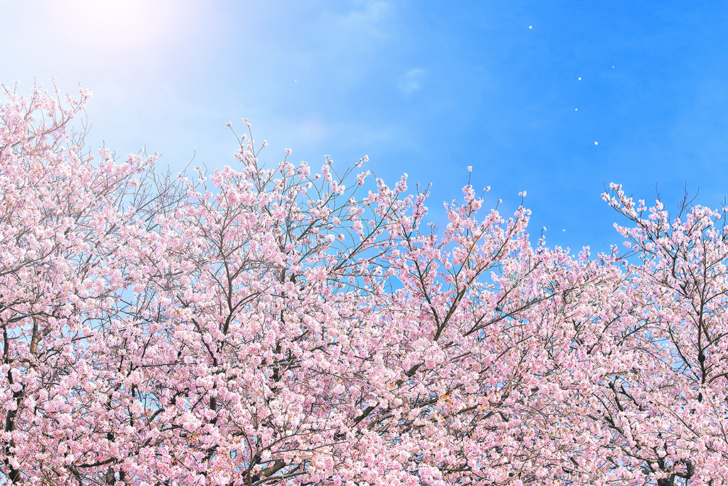 明日から春！？土曜日はプチオフ会場になる？