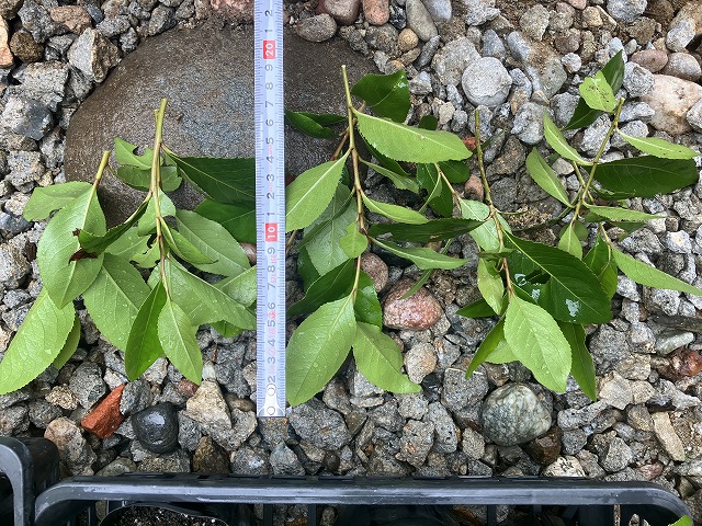 カート挿し木してみました