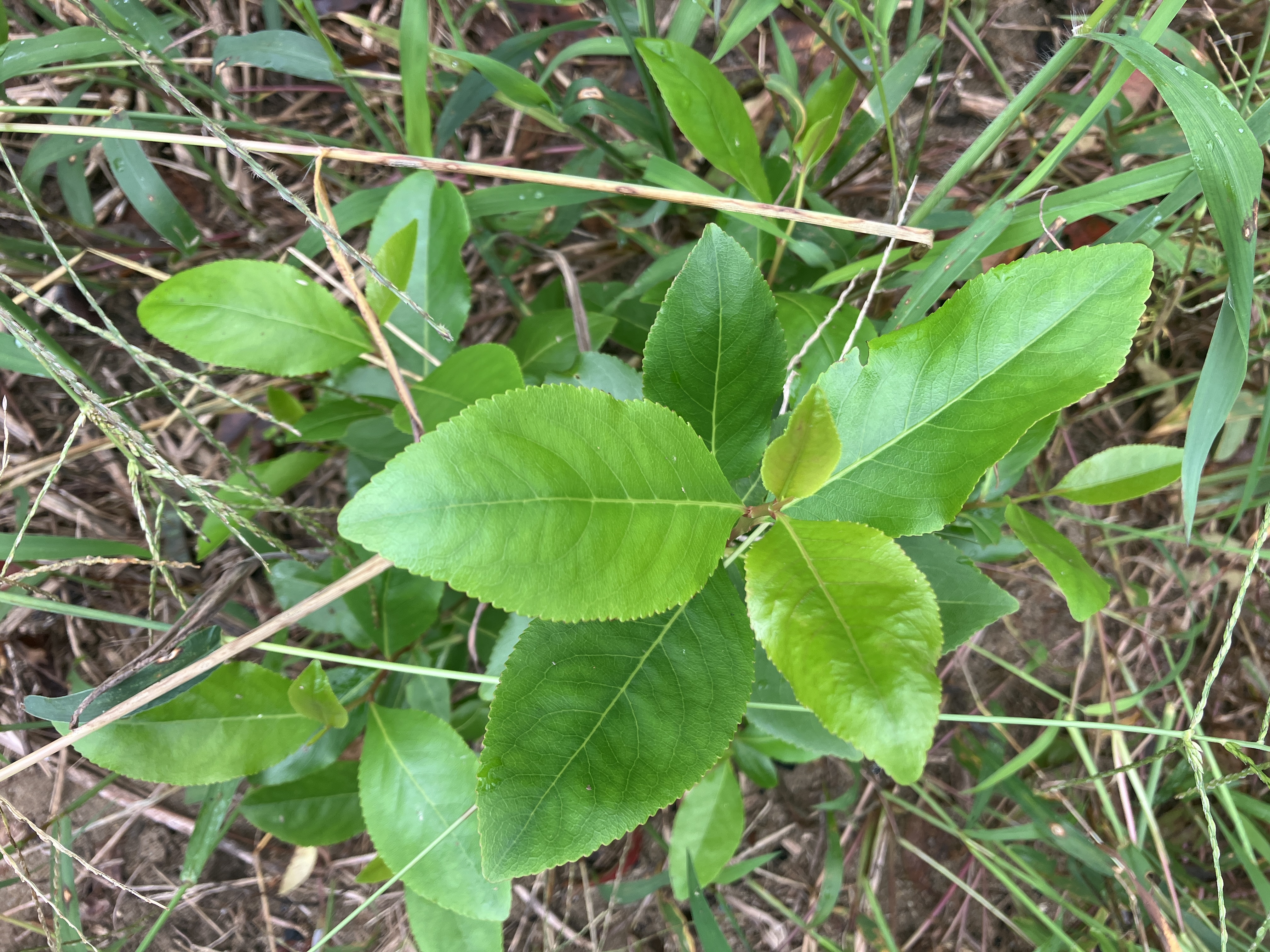 地植え冬越し2年目株