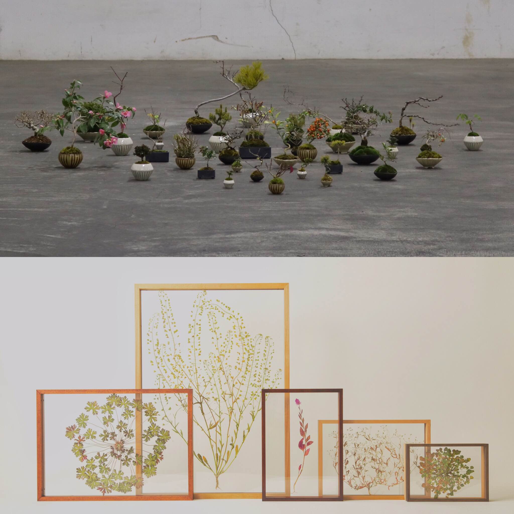 QRAFTS -盆栽と押花-  -陶磁の作り手・木の作り手-　岩田屋本館3Fにて開催