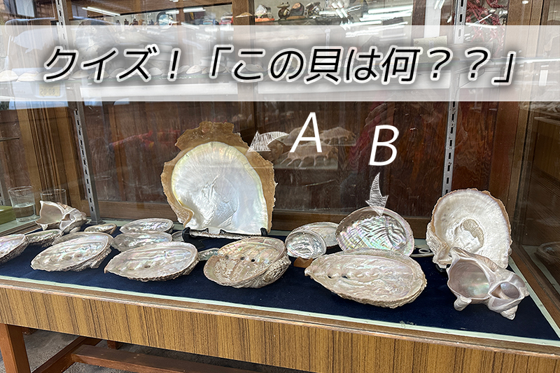 【正解付き】クイズ！この貝、なんの貝？？