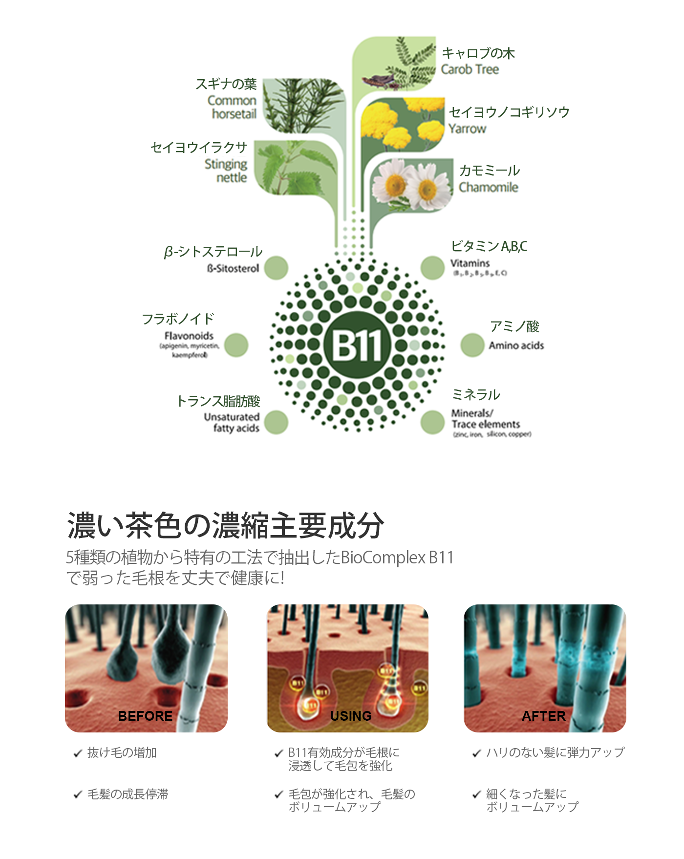 バイオコンプレックス B11（BIOCOMPLEX B11）とは？