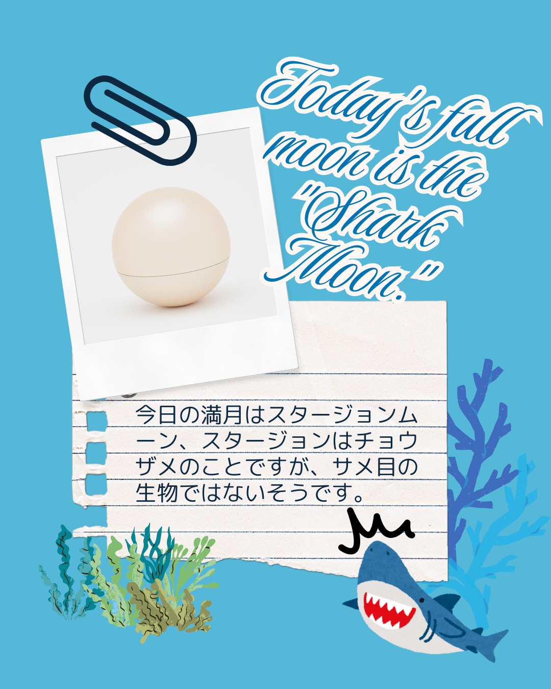 サメとつくけど一般的なサメとは違う種類。今日はチョウザメ月、スタージョンムーンです。