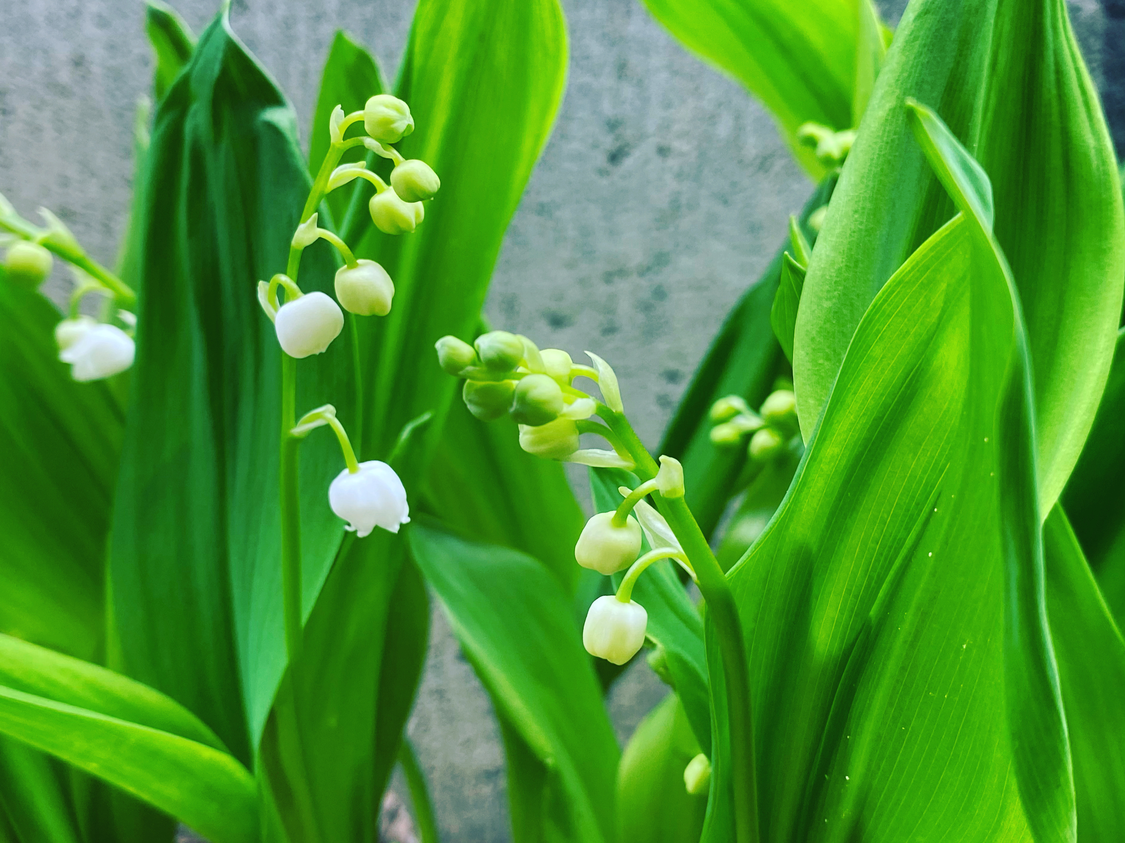 5月（皐月）のお知らせ