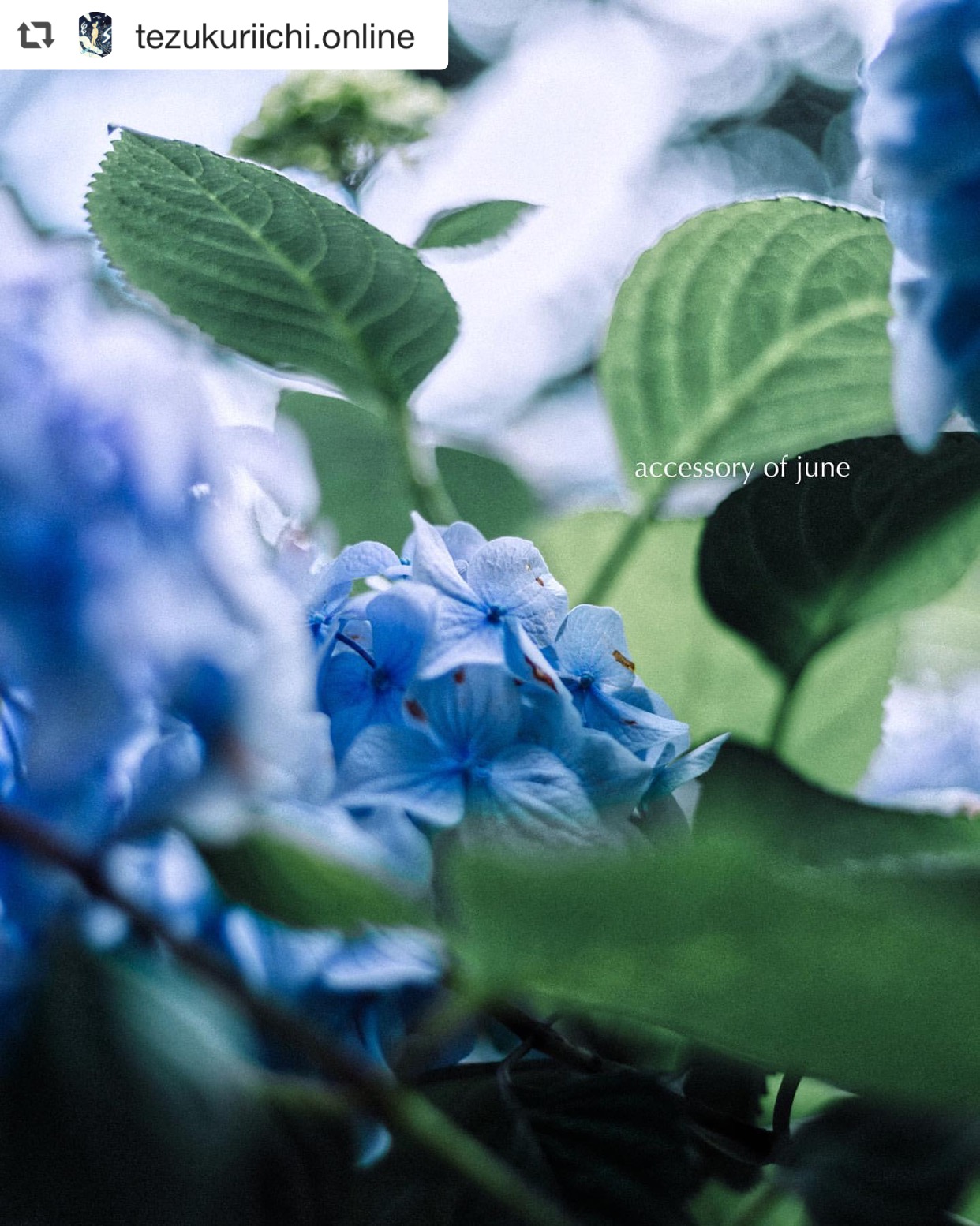 6月（水無月）のお知らせ