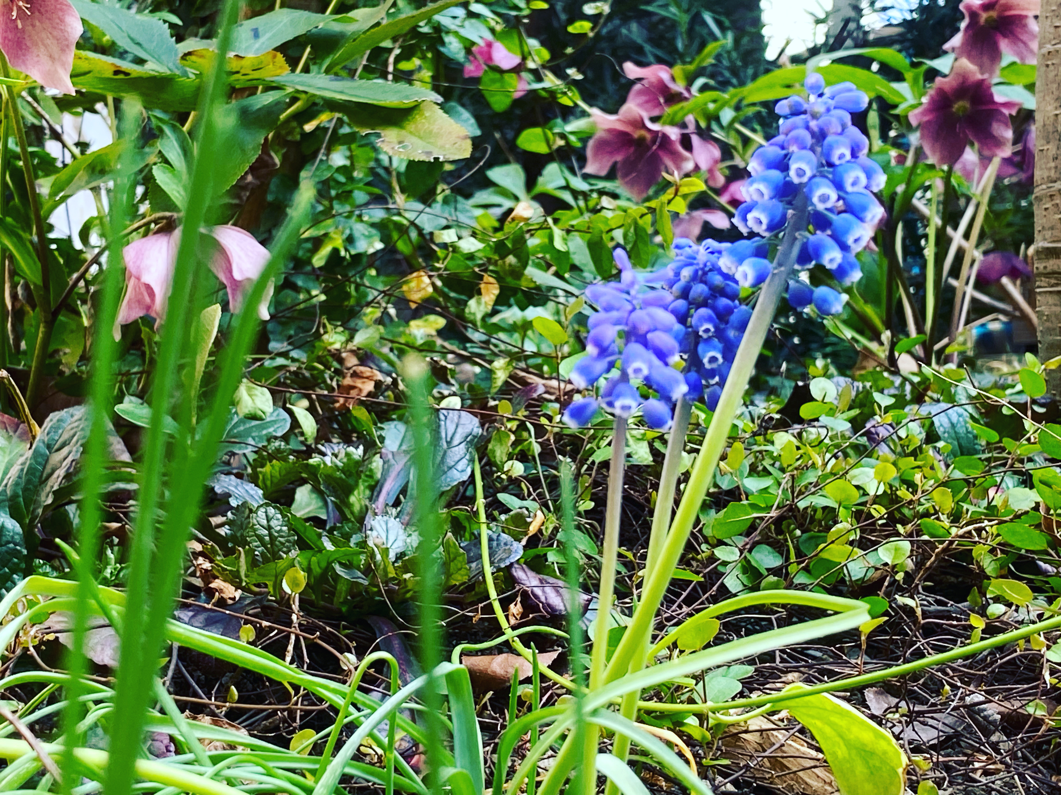 4月（卯月）のお知らせ