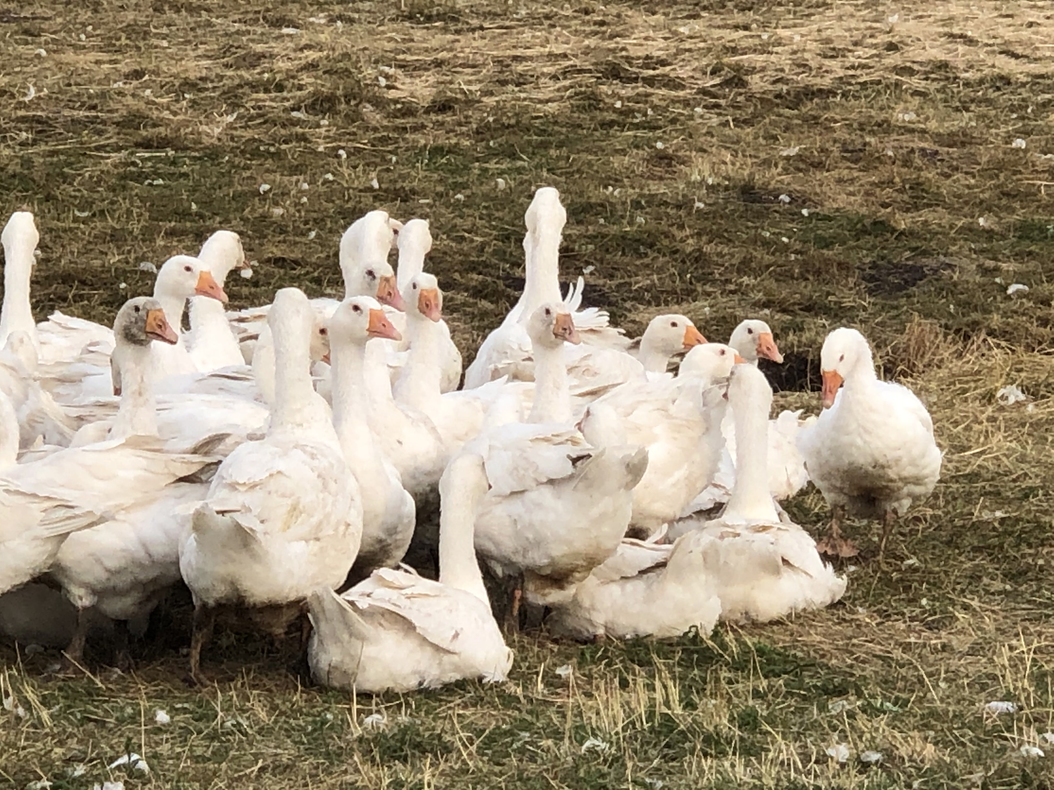 羽毛布団の選び方②ー羽毛の違い