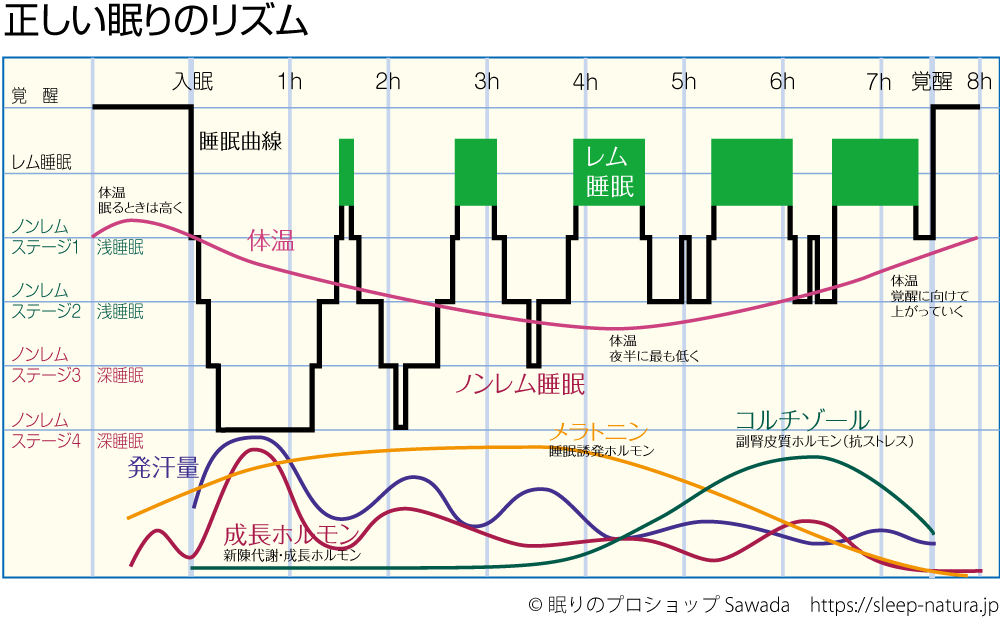 眠りの質を向上するために②　睡眠のリズムを知りましょう