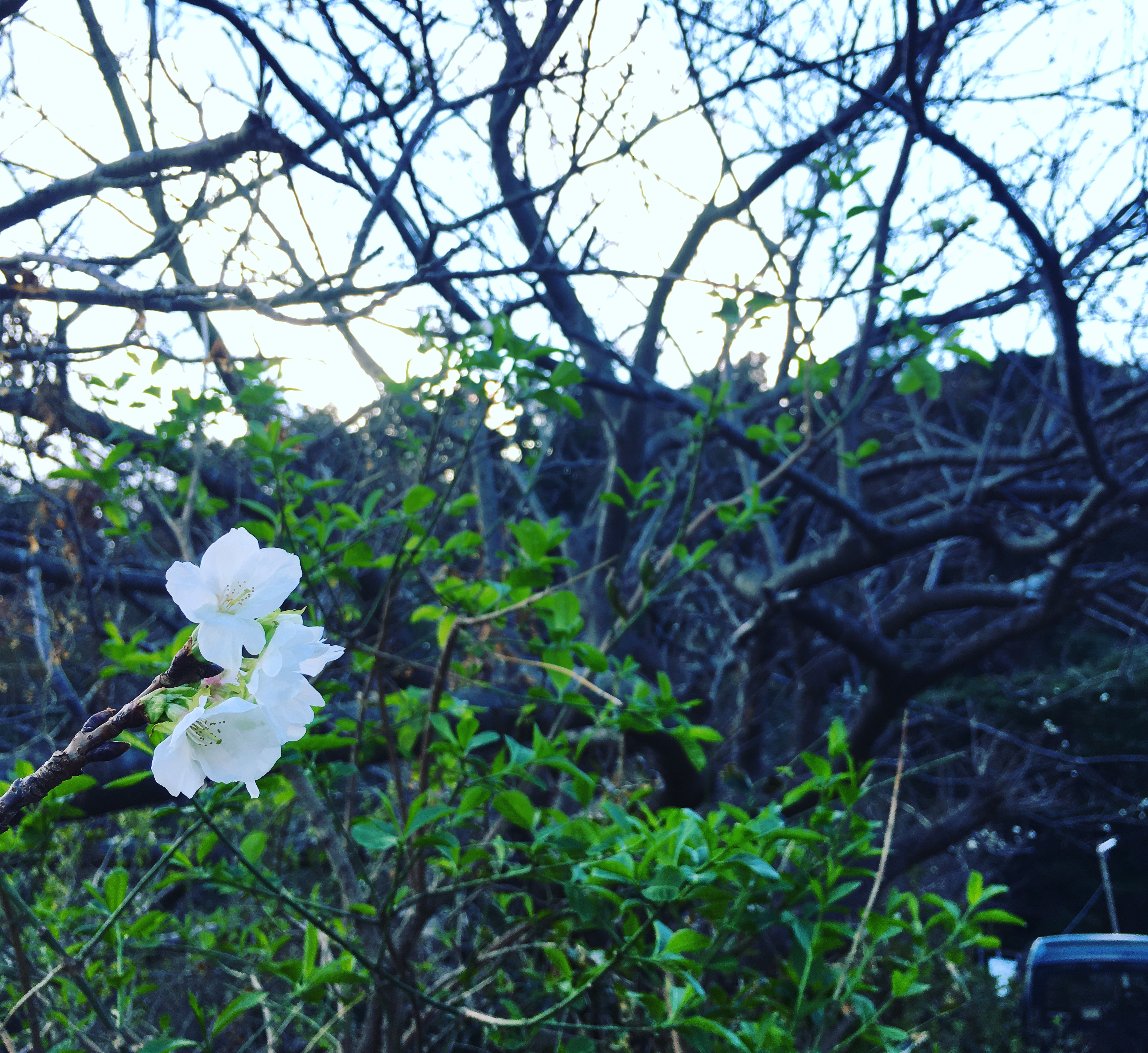 今日から3日間連続