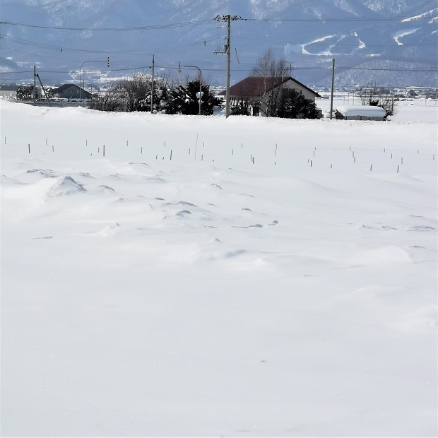 露地アスパラは雪の中
