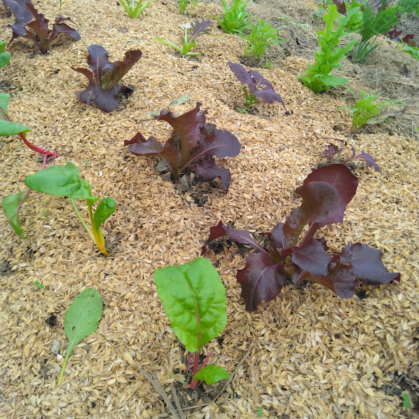 来月、11月からベビーリーフの収穫がはじまります!