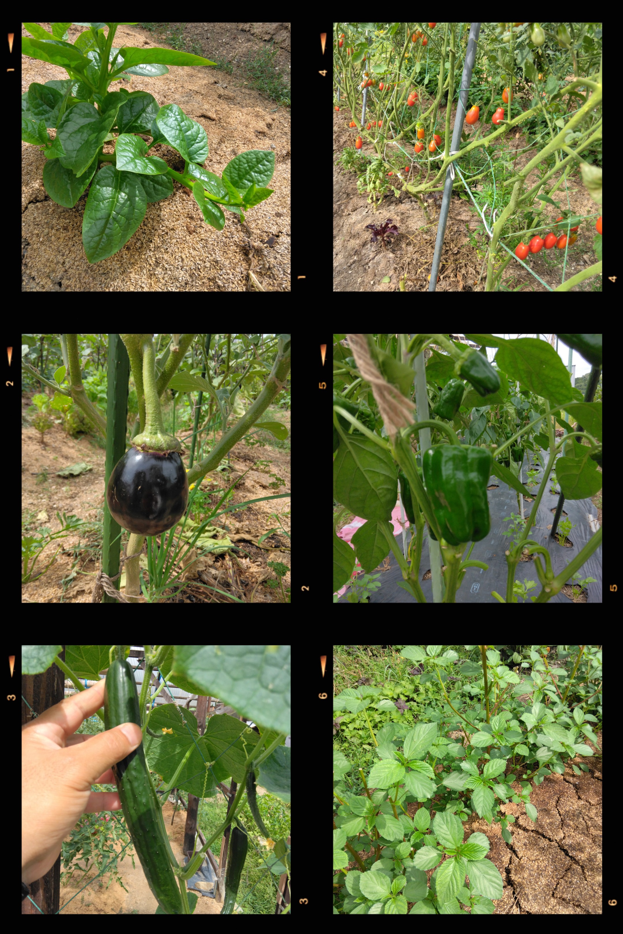 夏野菜セット開始しました