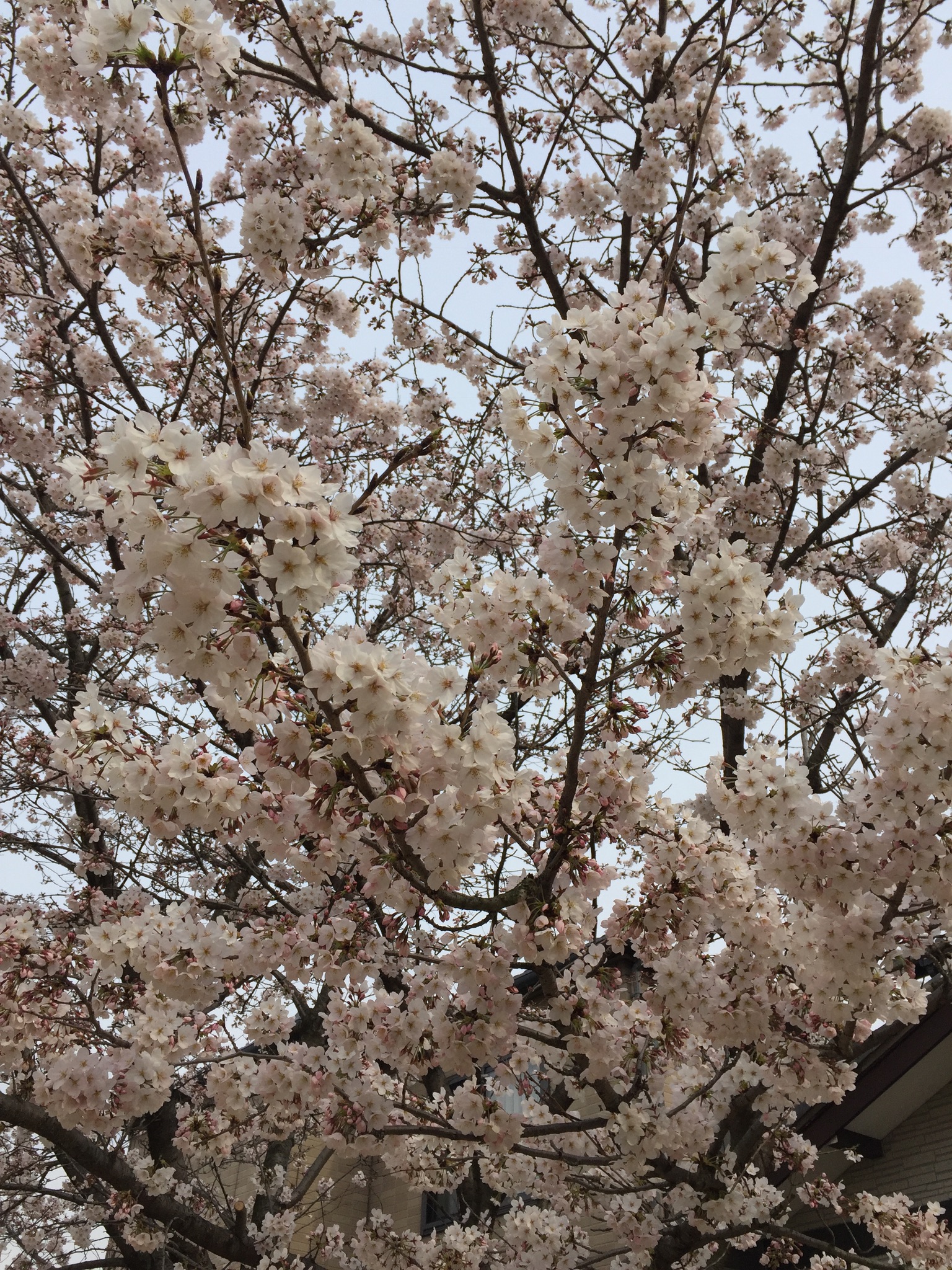 桜も満開ですね(^^)春〜夏物もあるので見てくださいね(^^)