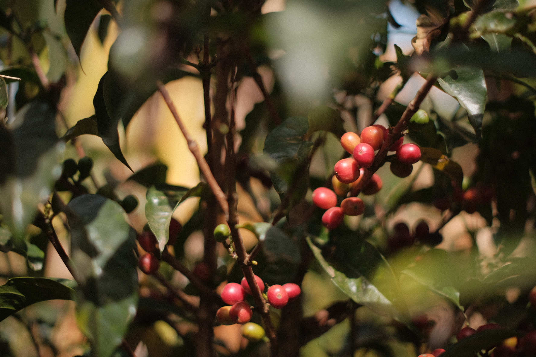 オンラインショップ 年末年始休業のお知らせ / New Year’s holiday