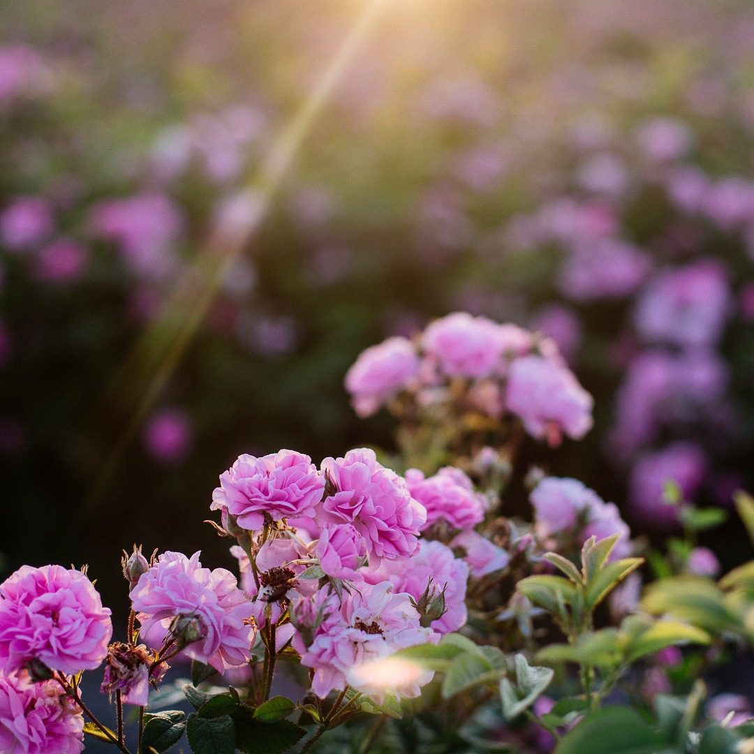 想いをのせて…