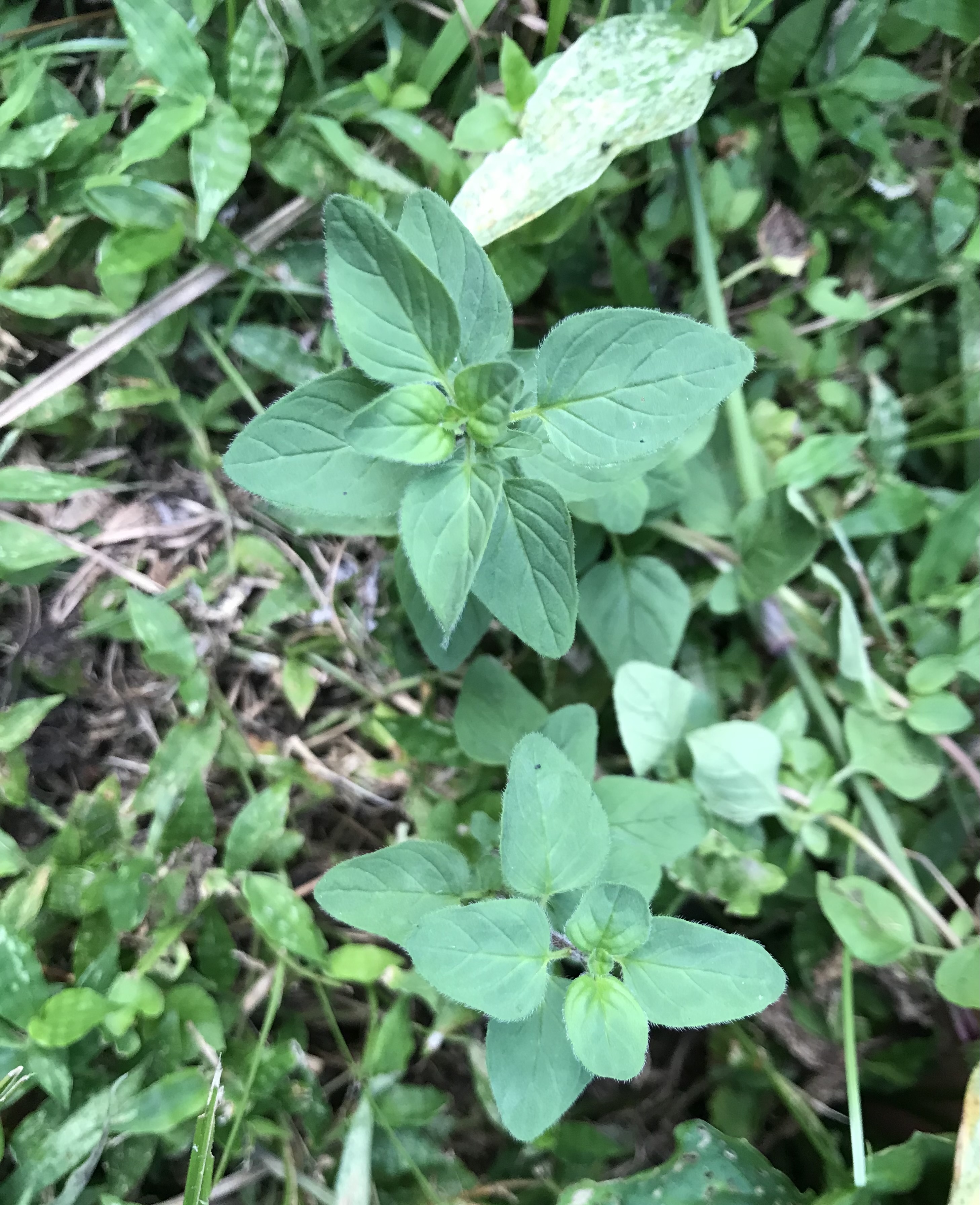 土用で大豆植え付けが…できていない（焦）