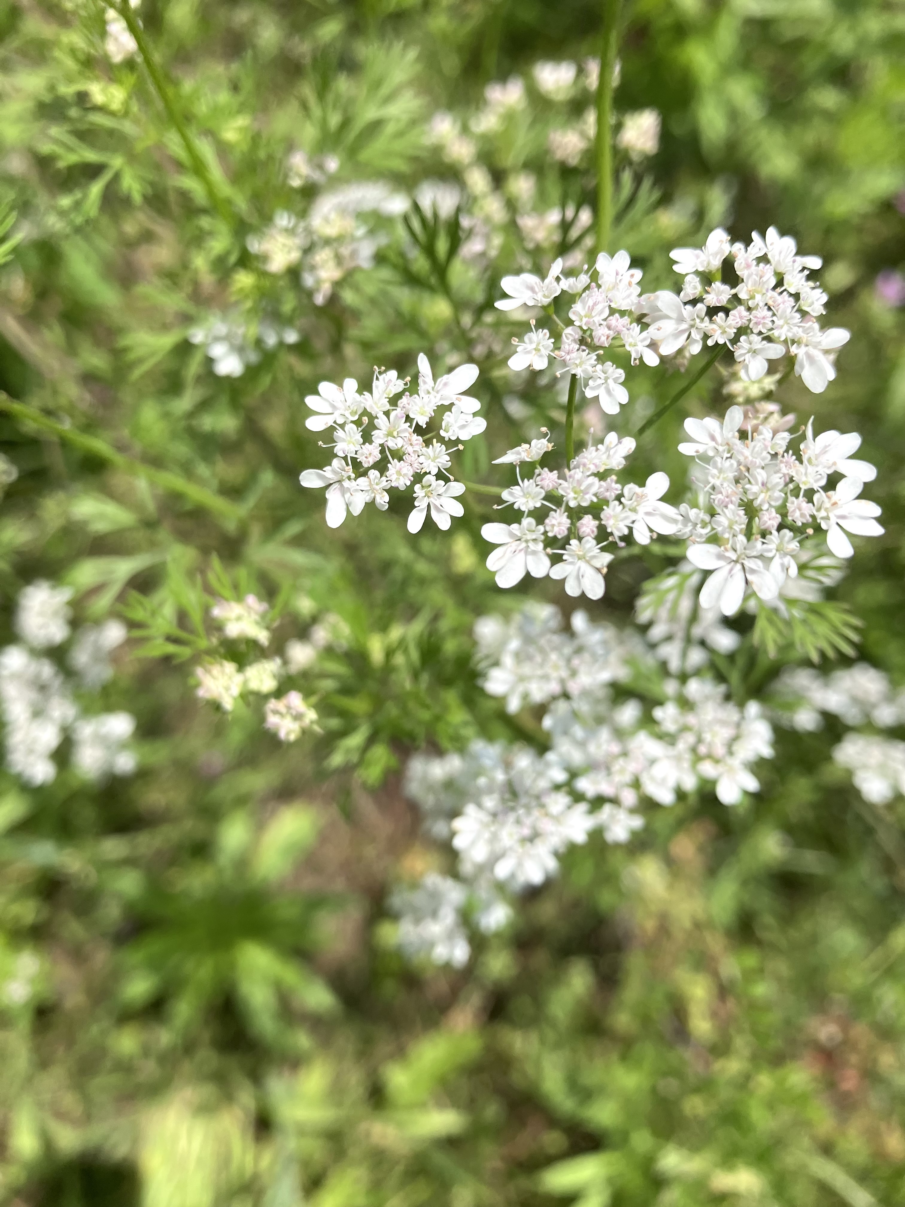 お花が満開