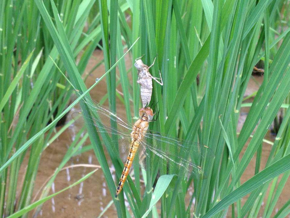 害虫を防ぐ大切な草刈り、ヤゴやオタマジャクシと稲の成長