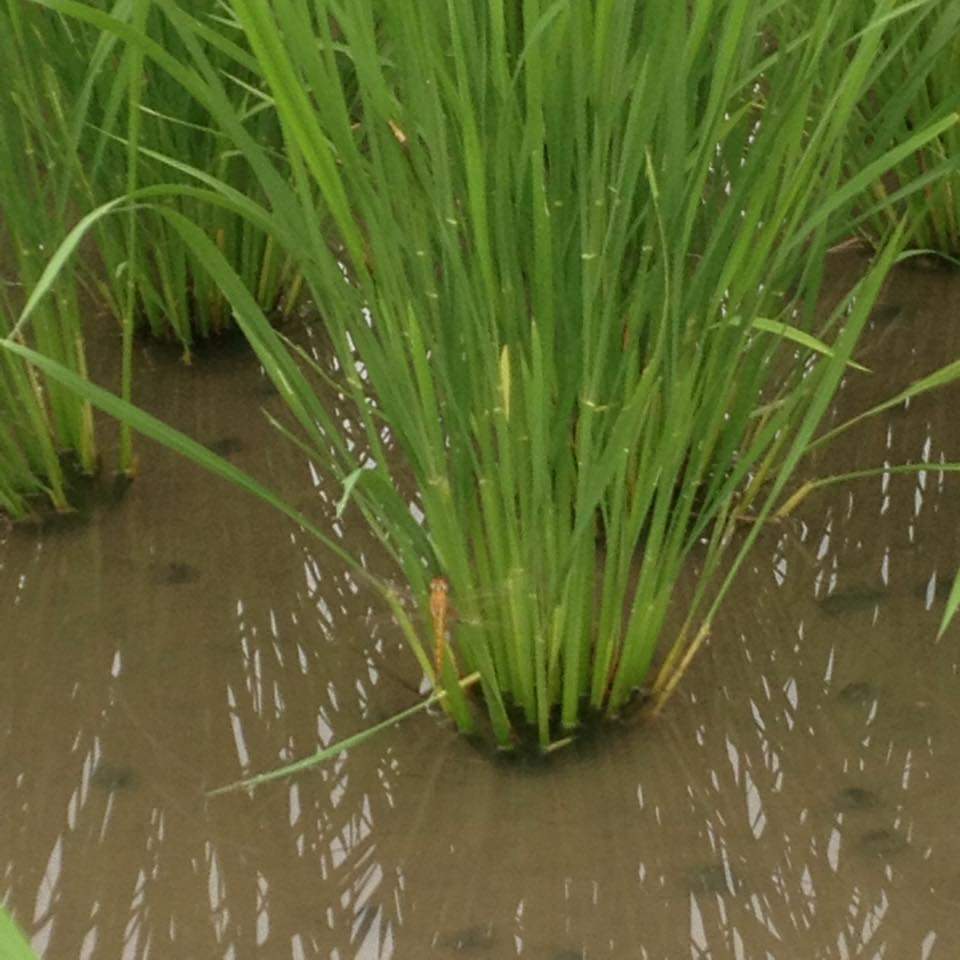 稲の生命力に任せる