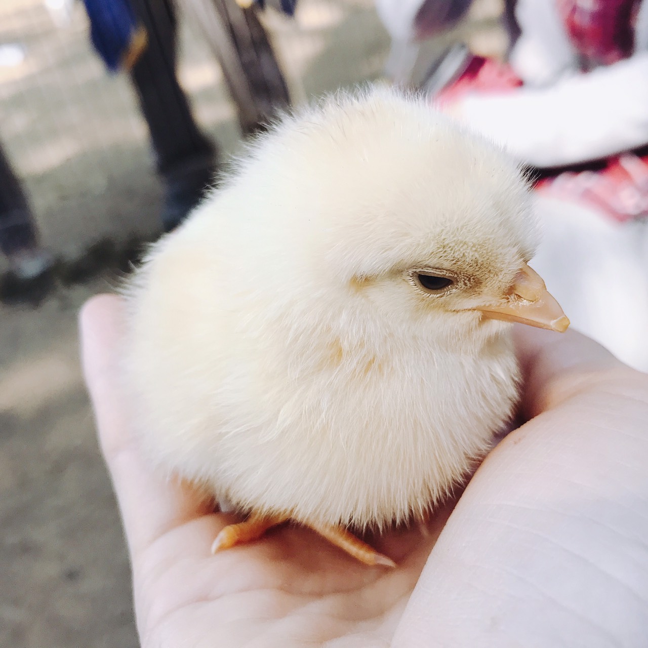 ピヨピヨっ