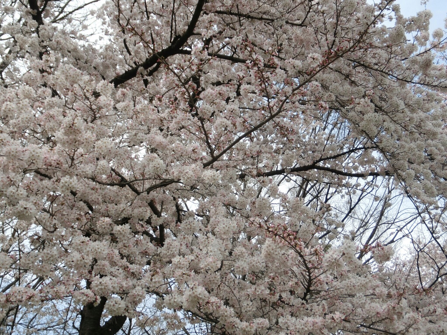 ブログはじめました♡