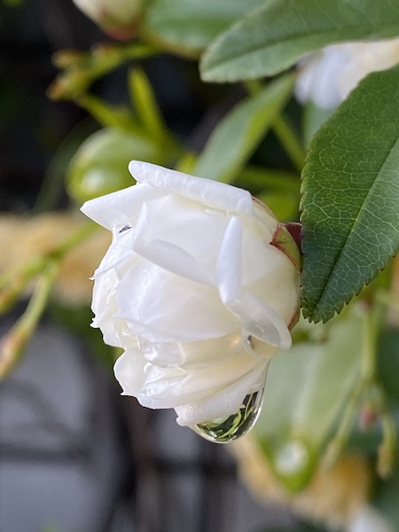 ブログ：9月8日 一期一会の出会い 白いバラと雫