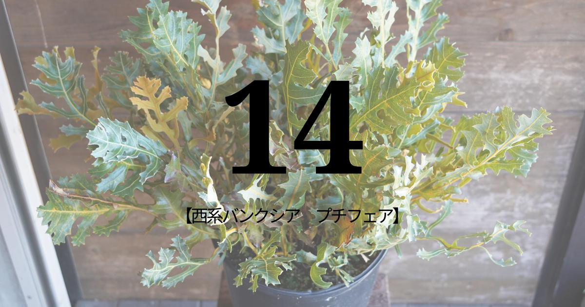 14：西系バンクシア　プチフェア