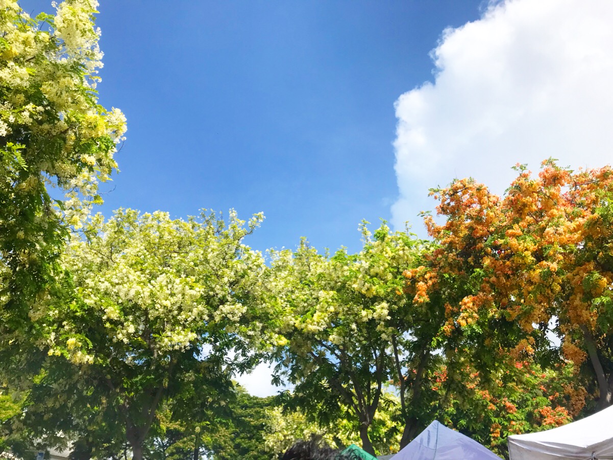 hopea's Rainbow shower !