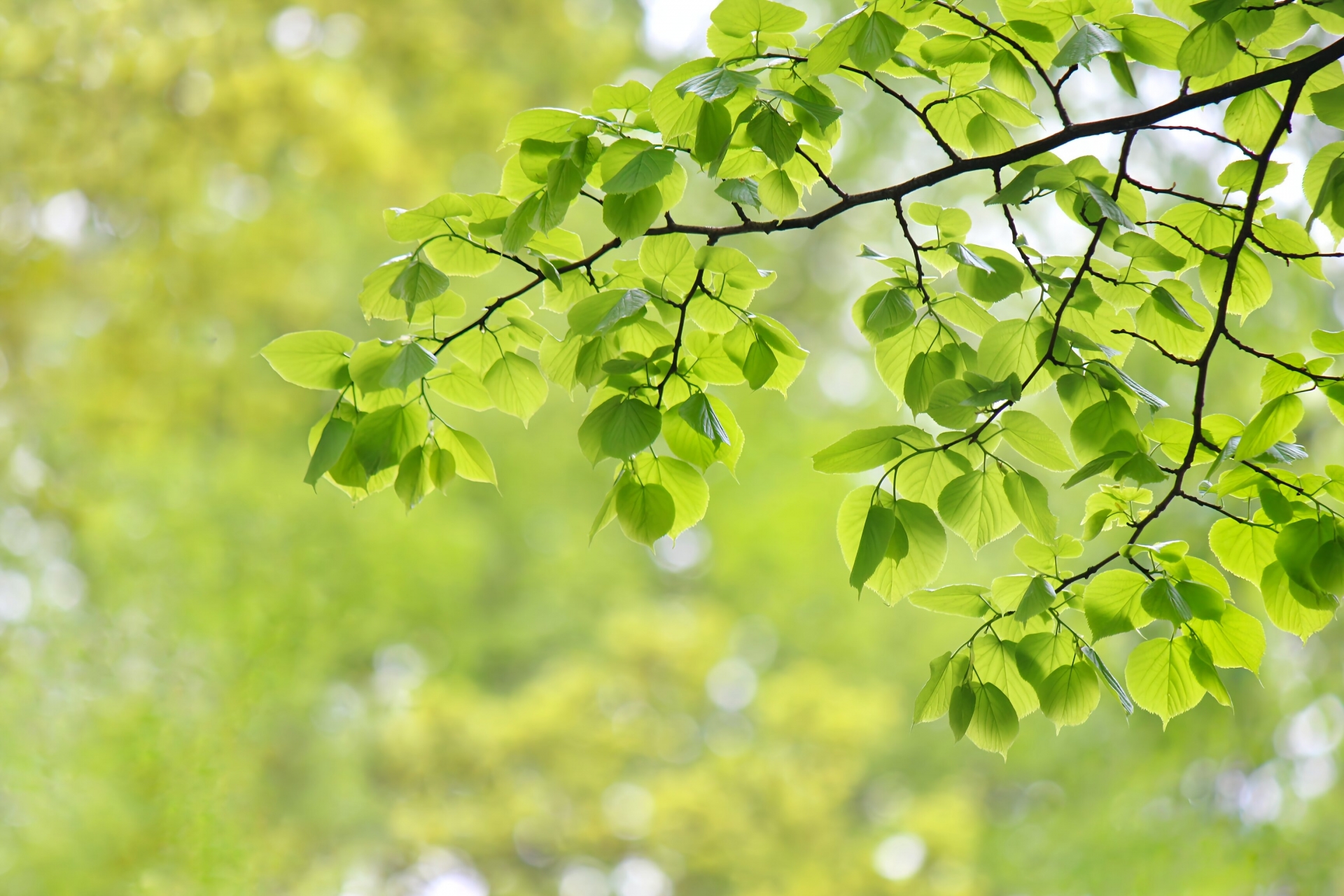 納品書同梱廃止のお知らせ