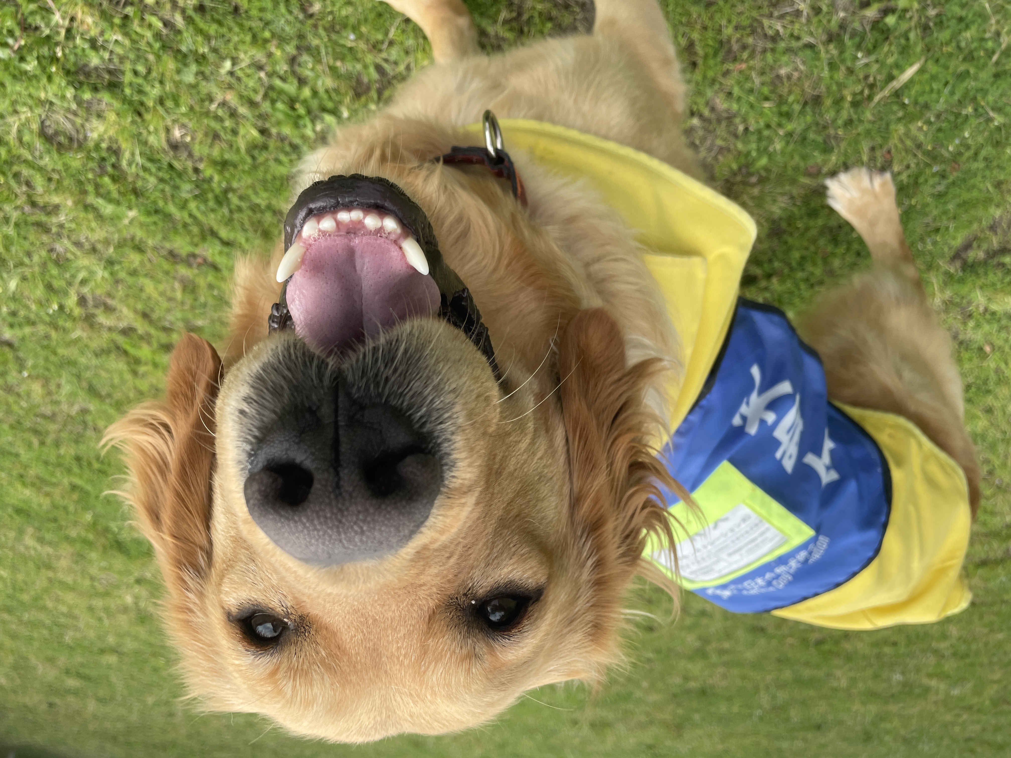 【補助犬WEEK!WEBショップ限定特別セール】のお知らせ